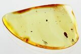 Fossil Fungus Beetle (Latridius) in Baltic Amber #343322-1